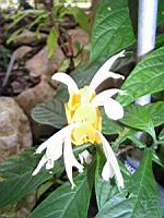 Pachystachys Lutea (Perou) (fam Acanthacees) (08) (Photo F. Mrugala)